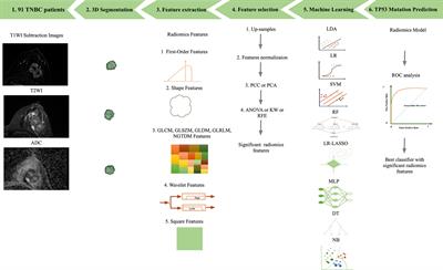 Multimodality MRI radiomics analysis of TP53 mutations in triple negative breast cancer